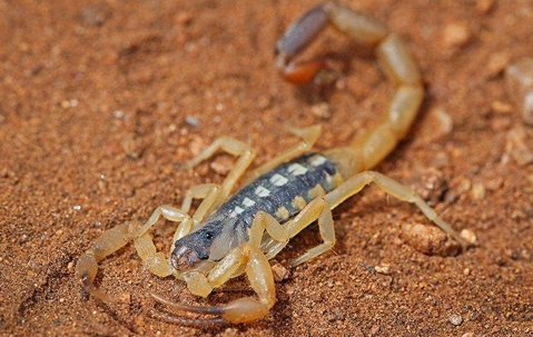 Scorpions in Tyler & Longview