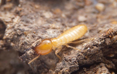 Subterranean VS Formosan Termite: What’s The Difference? - Innovative ...