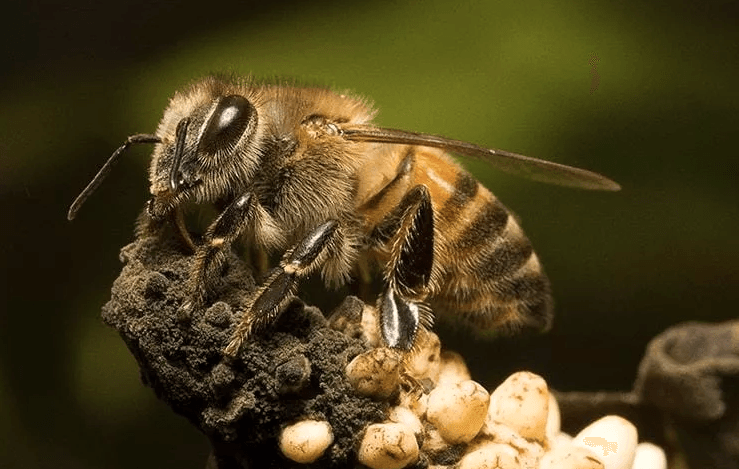 image of a bee