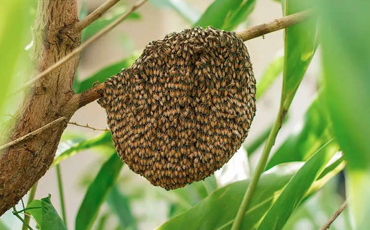 image of a bee hive