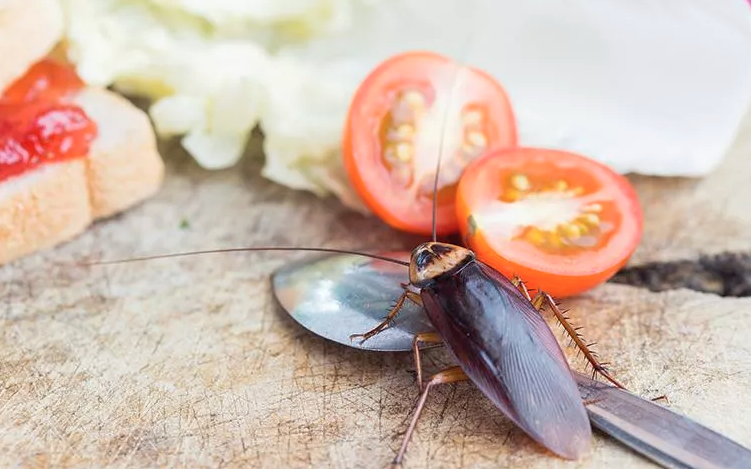image of a roach and tomatoes
