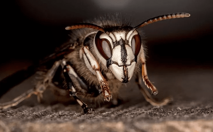 image of a wasp