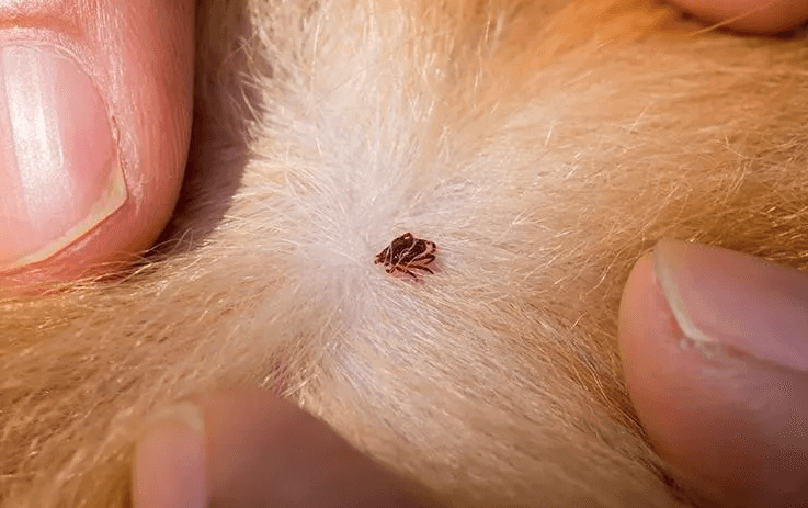 image of a tick on a dog