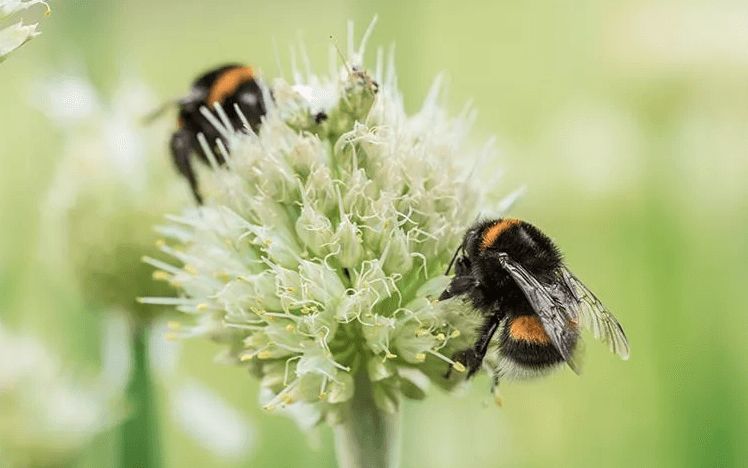 two bumble bees