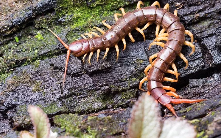 image of centipede 