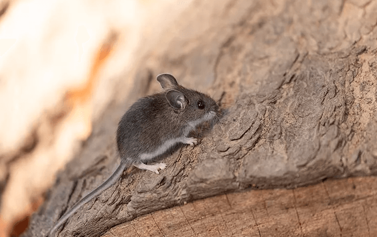 image of a field mouse