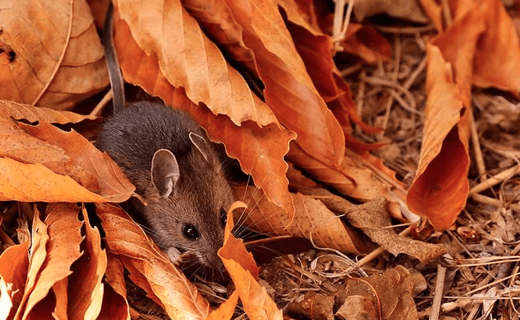 mouse in leafs
