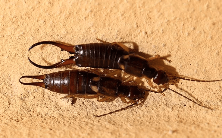 image of two bugs