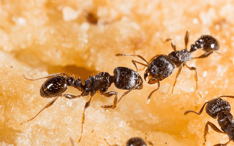 close up image of ants