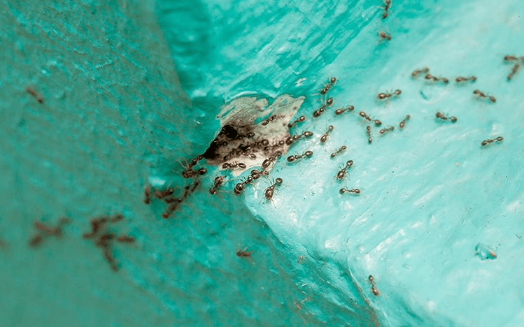 image of lots of ants