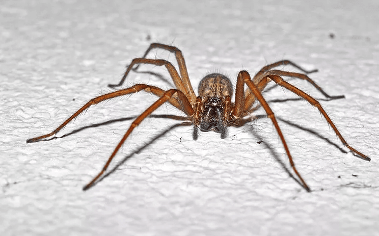 female house spider