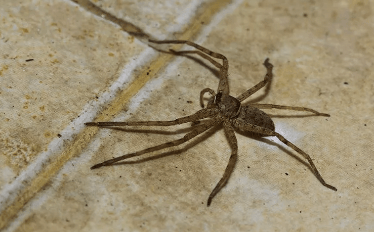 image of a spider on the floor