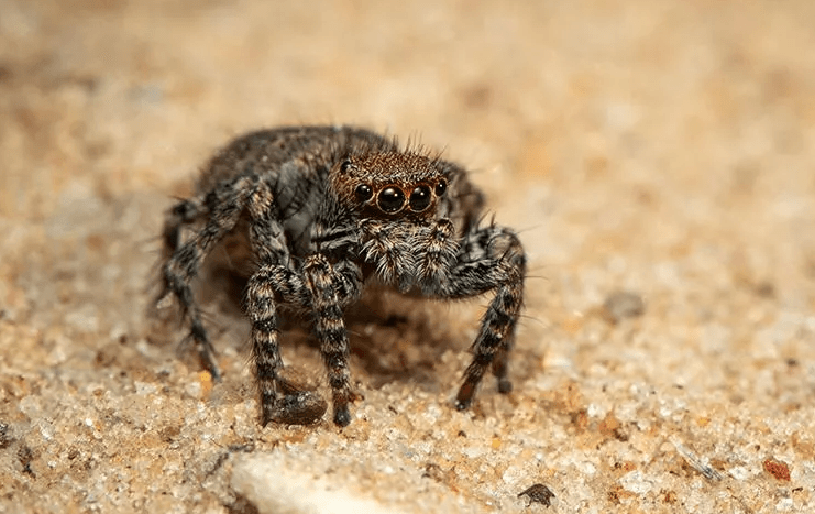 image of a jumping spider
