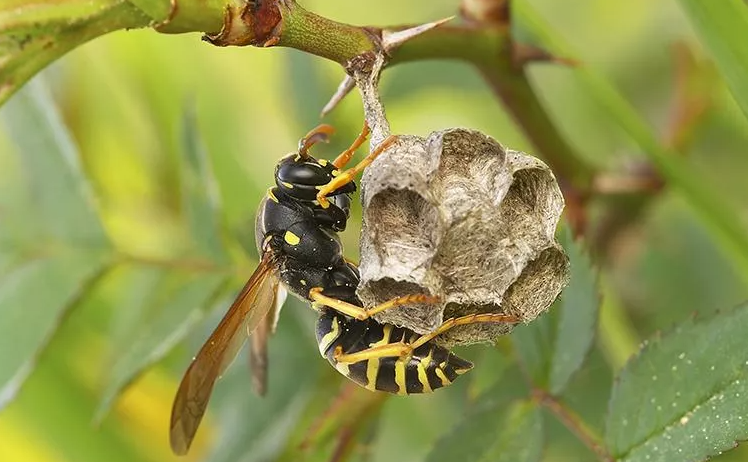 hornet building a nest