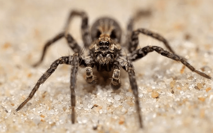 image of a spider