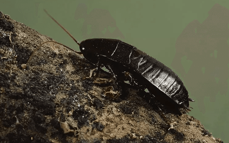image of a black bug