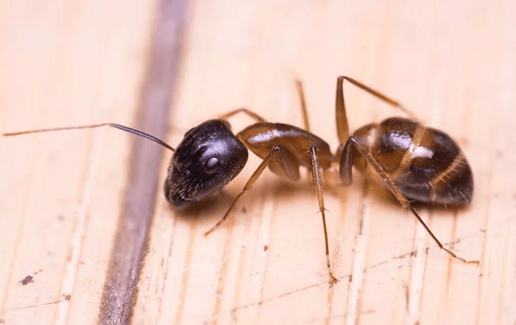 image of a small ant