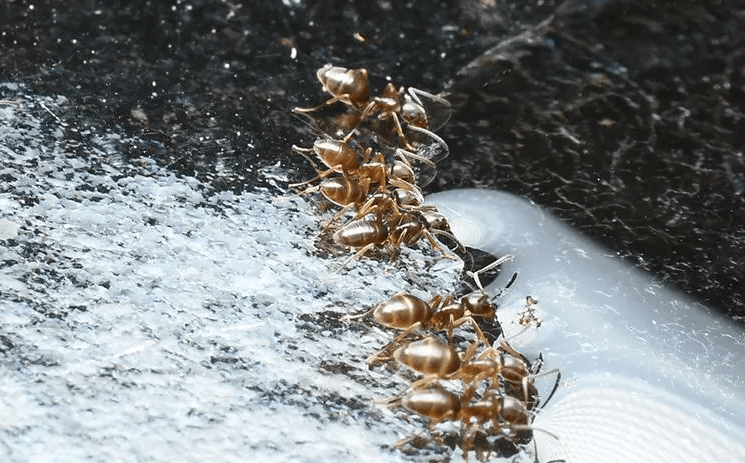 ants in snow