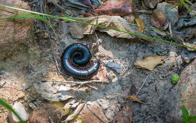 worm on the ground