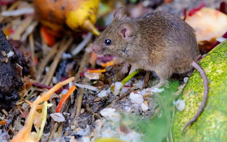 small field mouse