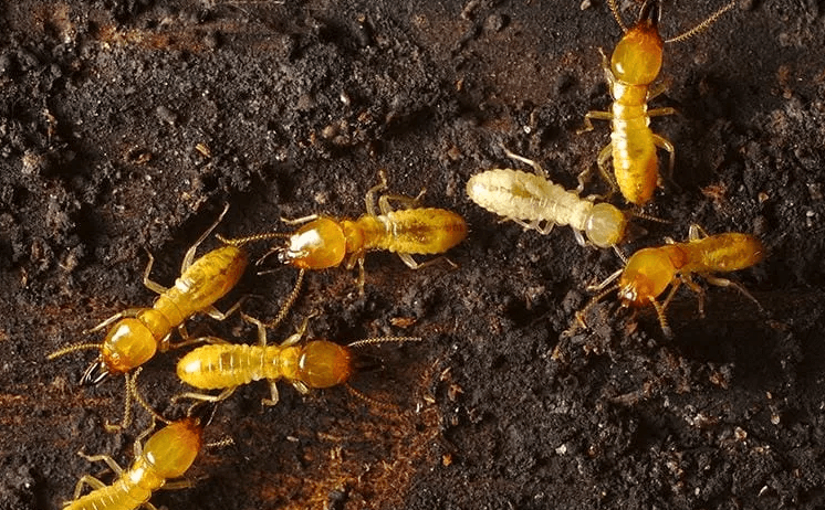 termites in a line