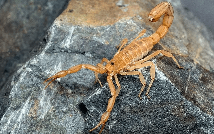 image of scorpion