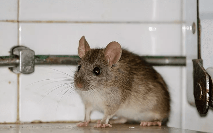image of a mouse in a kitchen