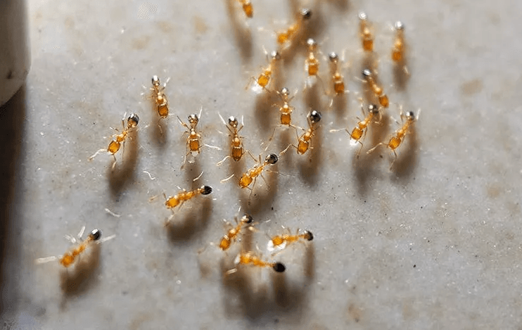 image of bugs crawling up a wall
