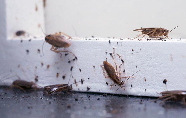 5 Things That Attract Cockroaches To Your Property Innovative Pest Control