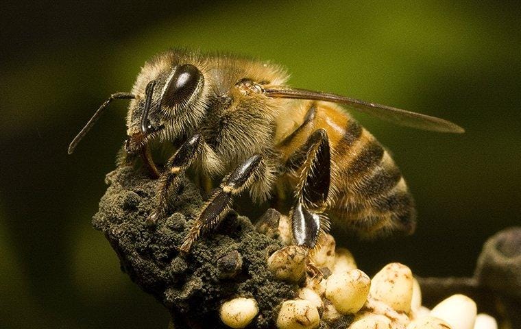 WILD BEES OF TEXAS - Honey & Killer Bees