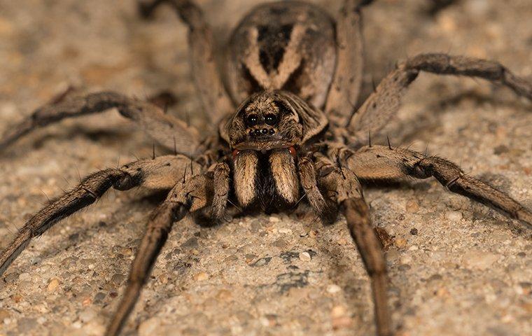 Wolf Spiders in Tyler & Longview