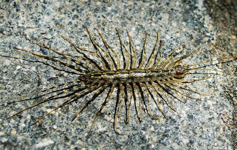 Are Centipedes Dangerous? - Innovative Pest Control