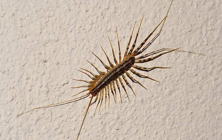 house centipedes