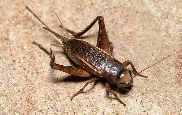 Crickets: American Cricket Ranch