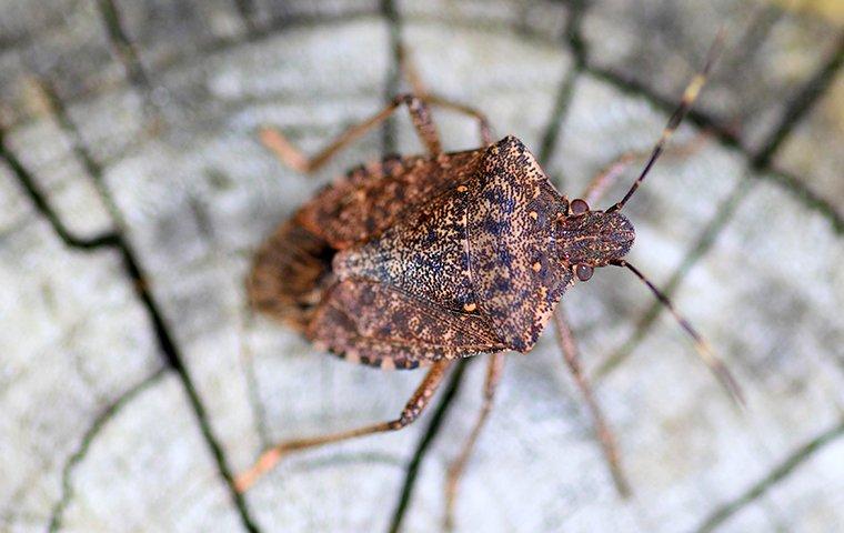 Cheap and Easy Stink-Bug Soda Bottle Trap  Stink bug repellent, Stink bugs,  Stink bug trap