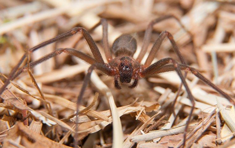 spiders that look like brown recluse but arent