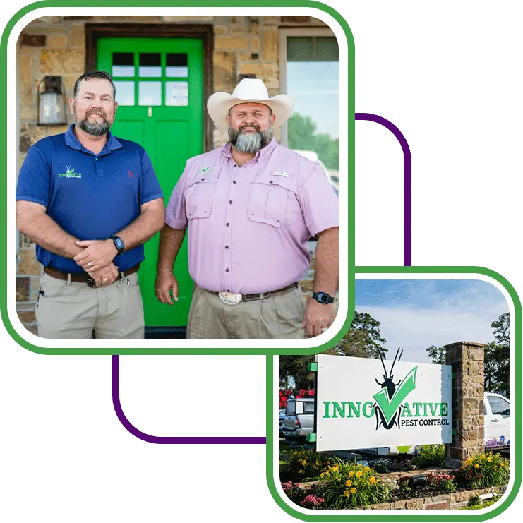 Pest Control services by innovative
