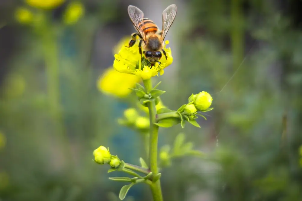 Africanized honey bee collecting nectar on a yellow flower in a natural outdoor setting.