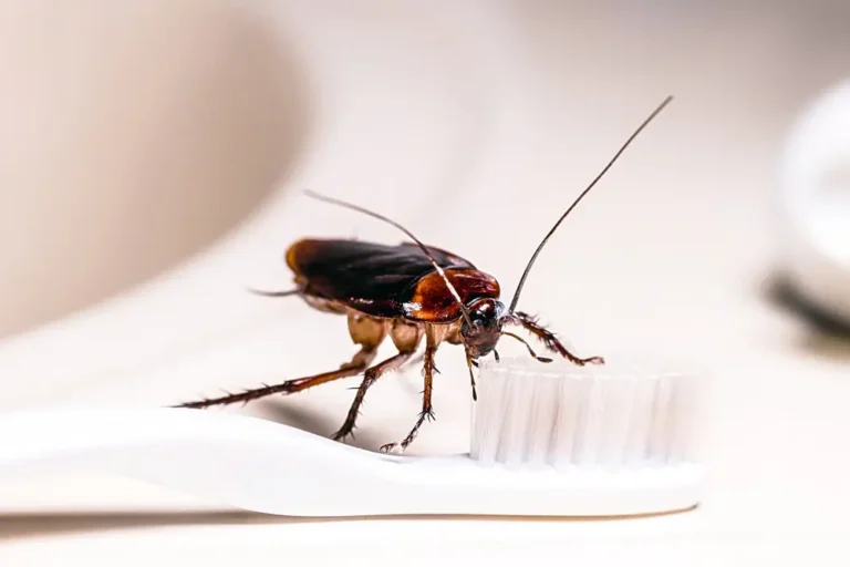 American cockroach on wooden toothbrush representing american cockroach infestation