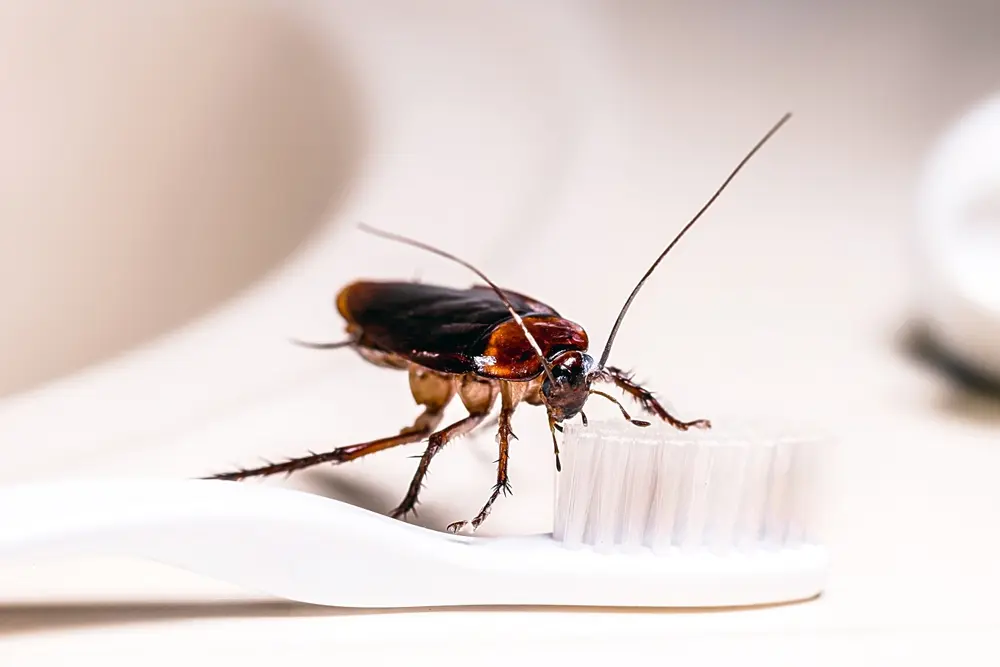 American cockroach on wooden toothbrush representing american cockroach infestation