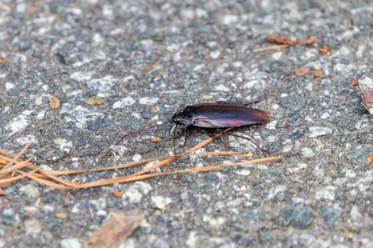 American cockroach on pavement, a large outdoor cockroach species that can enter homes.