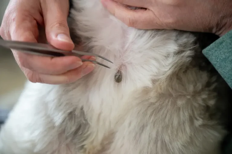 Close-up of american dog ticks attached to dog fur during inspection