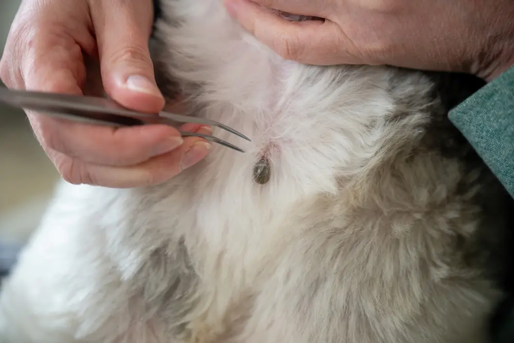 Close-up of american dog ticks attached to dog fur during inspection