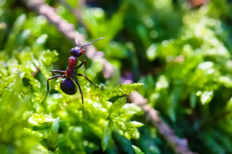 Ant walking on green foliage, showing common springtime pests activity outdoors.