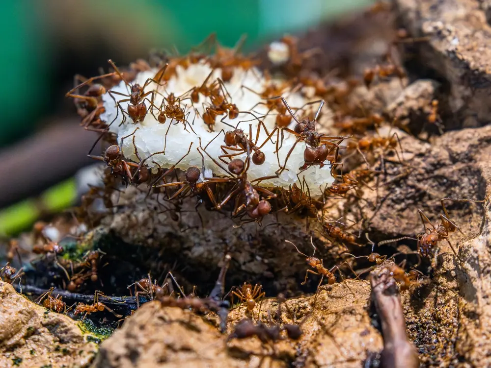Ants actively swarming and feeding on food outdoors during summer.