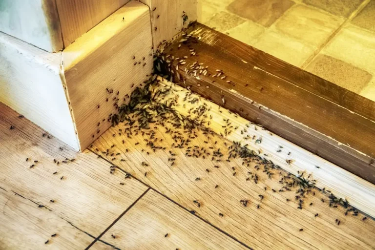 Large group of ants crawling along wooden floor and door frame indoors.