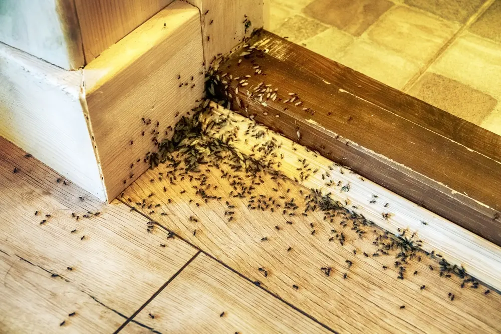 Large group of ants crawling along wooden floor and door frame indoors.