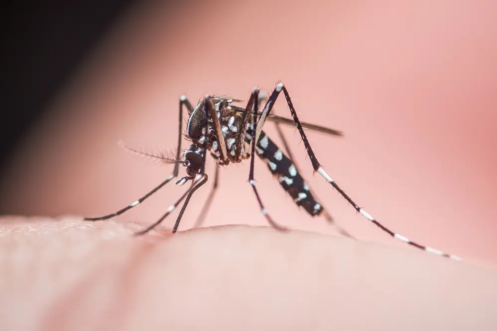 Close-up of an Asian tiger mosquito biting human skin.