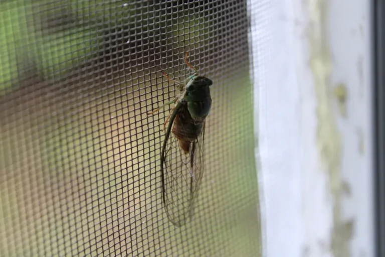 Large spider web outside home structure illustrating conditions attracting pests to your home.