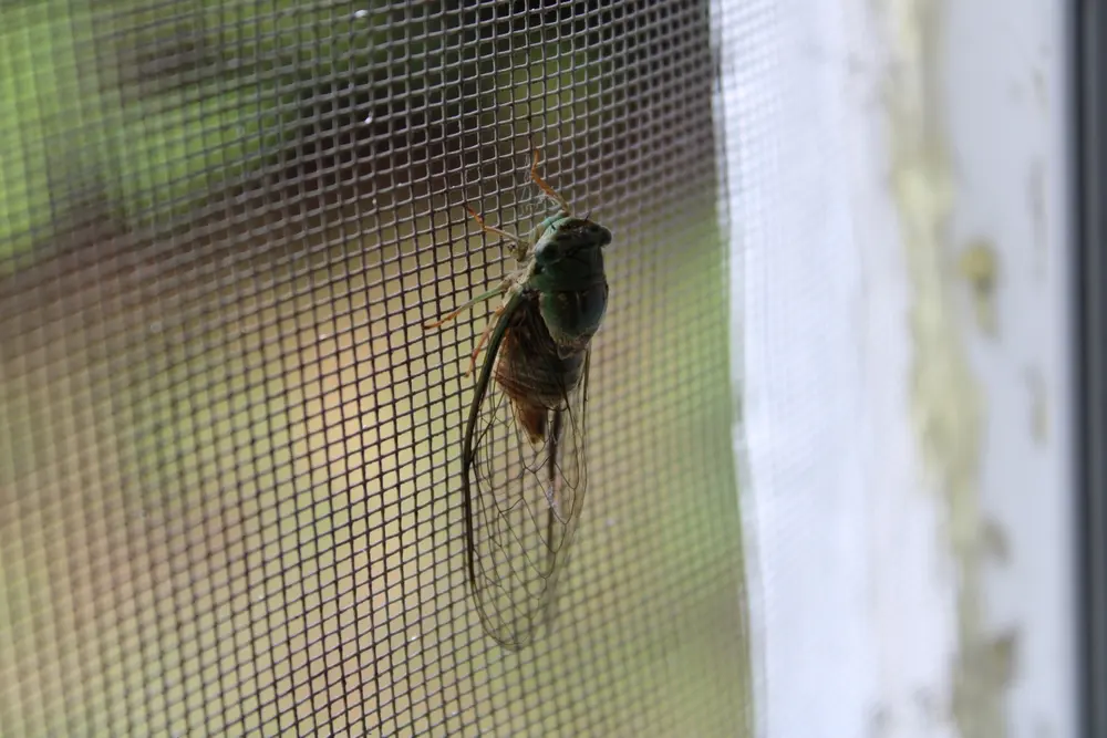 Large spider web outside home structure illustrating conditions attracting pests to your home.